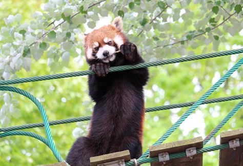 旭山動物園