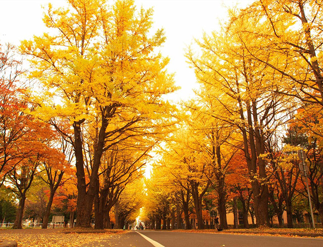 Read more about the article 悠悠北海道推薦的賞紅葉景點　網站開通