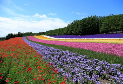 富田農場