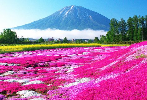 三島先生家的芝櫻庭園