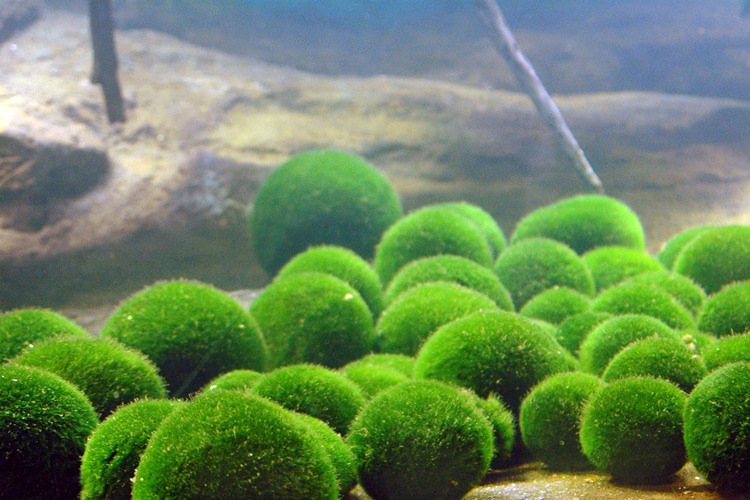 阿寒湖 Marimo