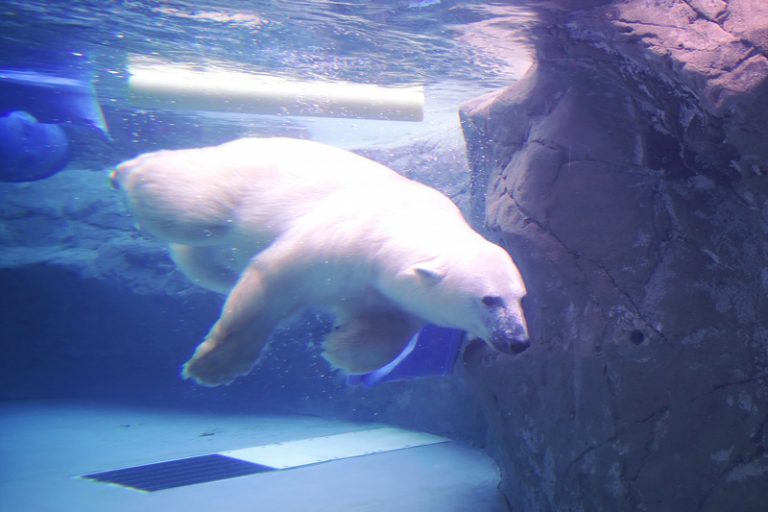 旭山動物園