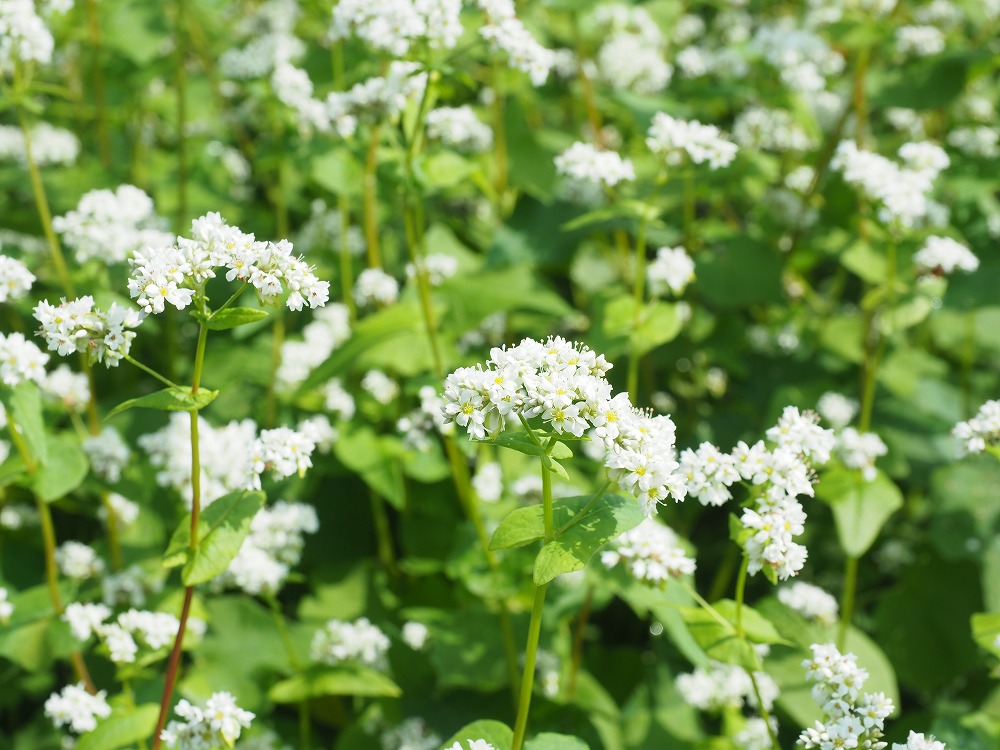 Read more about the article 日本首屈一指的蕎麥之鄉, 北海道幌加內町 網站公開